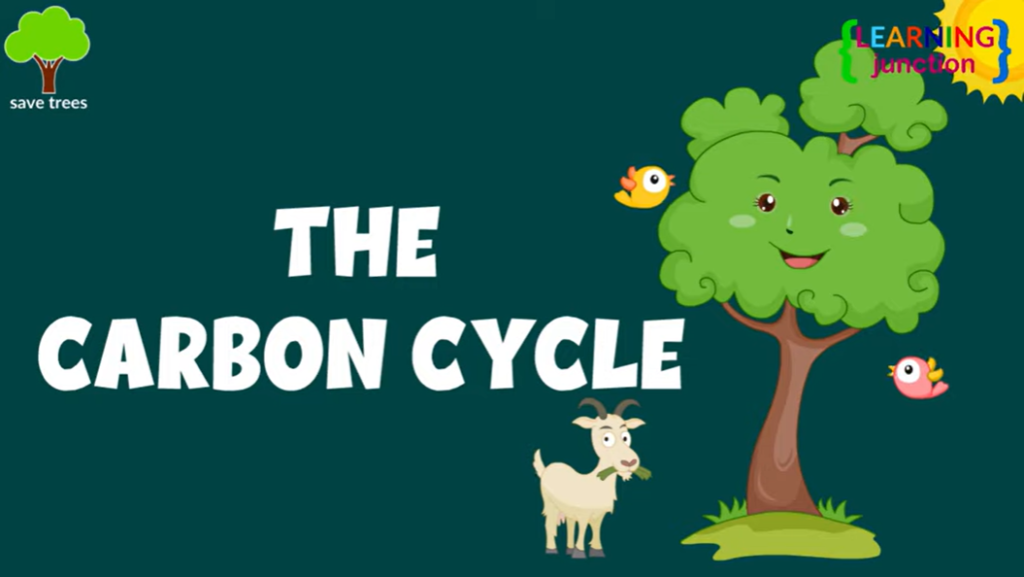 The carbon cycle video